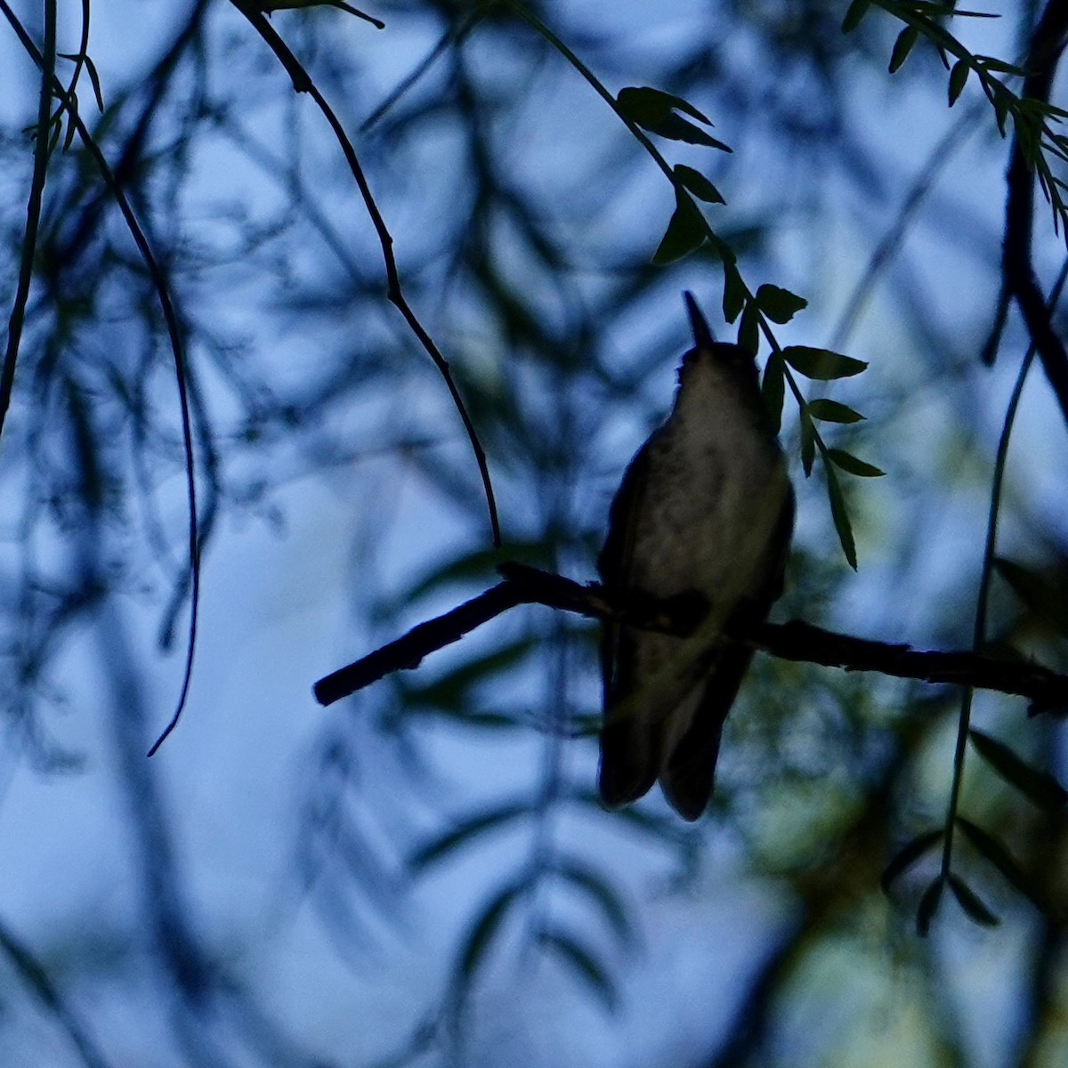 White-bellied Hummingbird - ML645228121