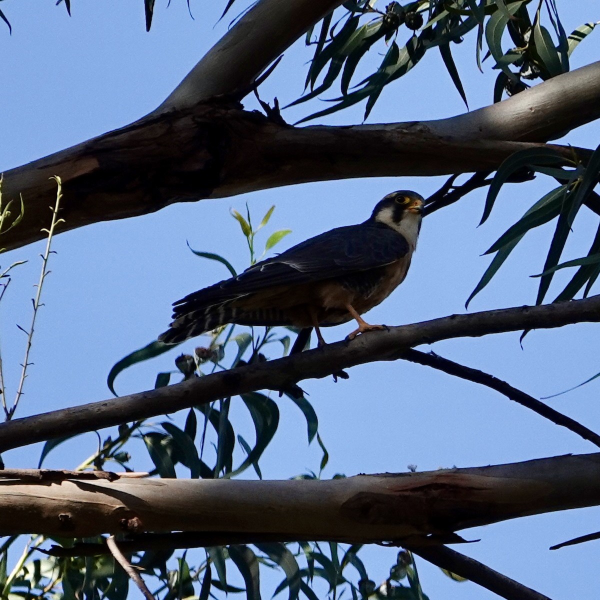 Aplomado Falcon - ML645228132