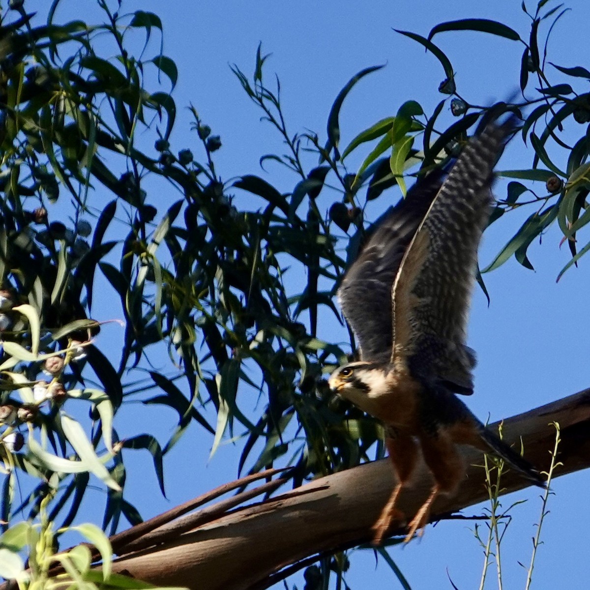 Aplomado Falcon - ML645228133