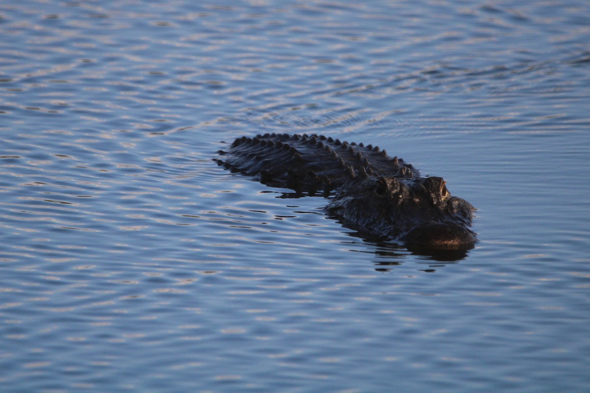 Animals - ML645228134