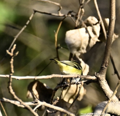 Blue-headed Vireo - ML645228138