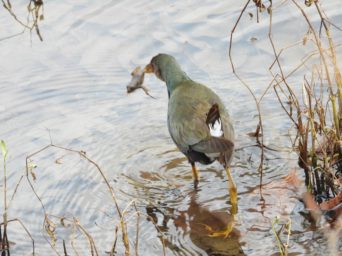 Малая султанка - ML645228197