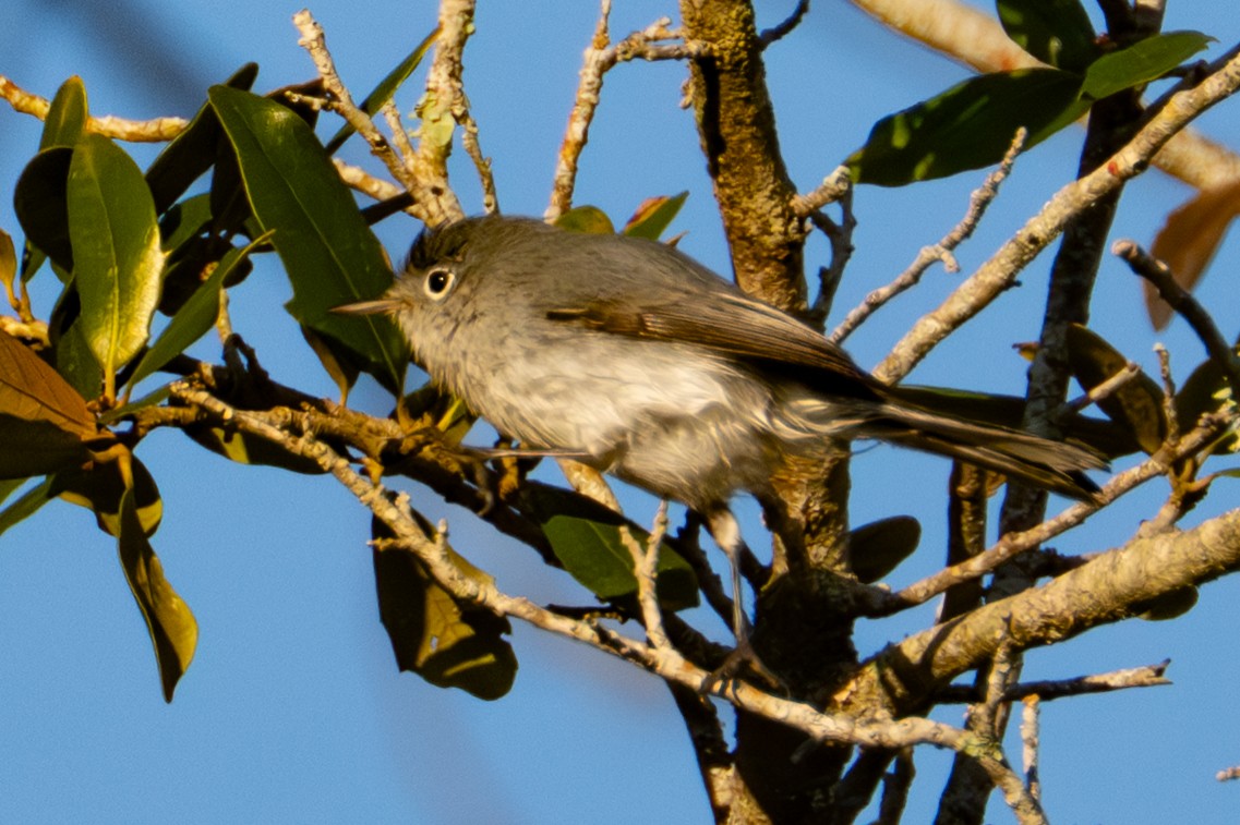 Perlita Grisilla - ML645228201