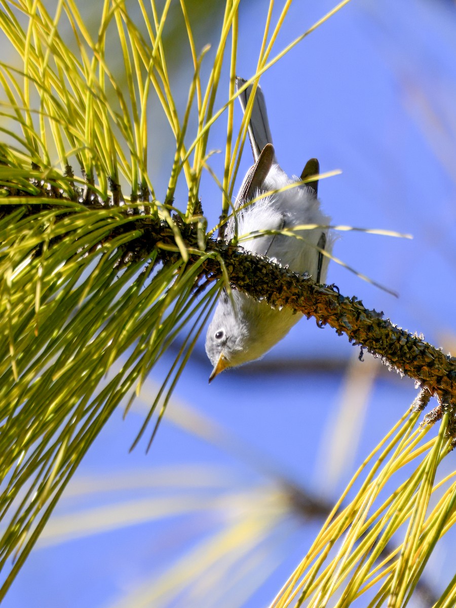 Perlita Grisilla - ML645228205