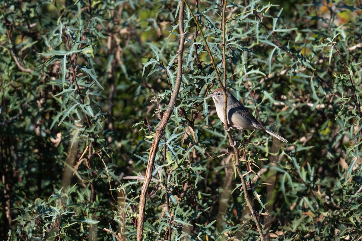 Rufous-crowned Sparrow - ML645228211