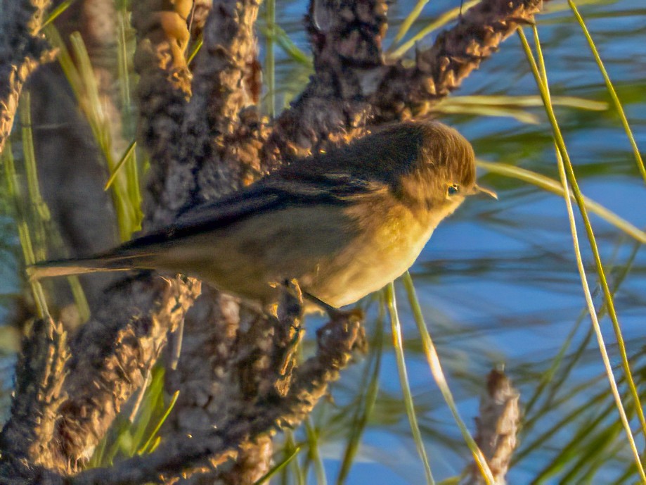 Kiefernwaldsänger - ML645228214