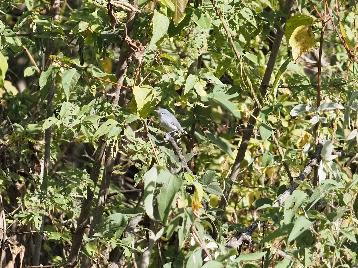 Perlita Grisilla - ML645228217