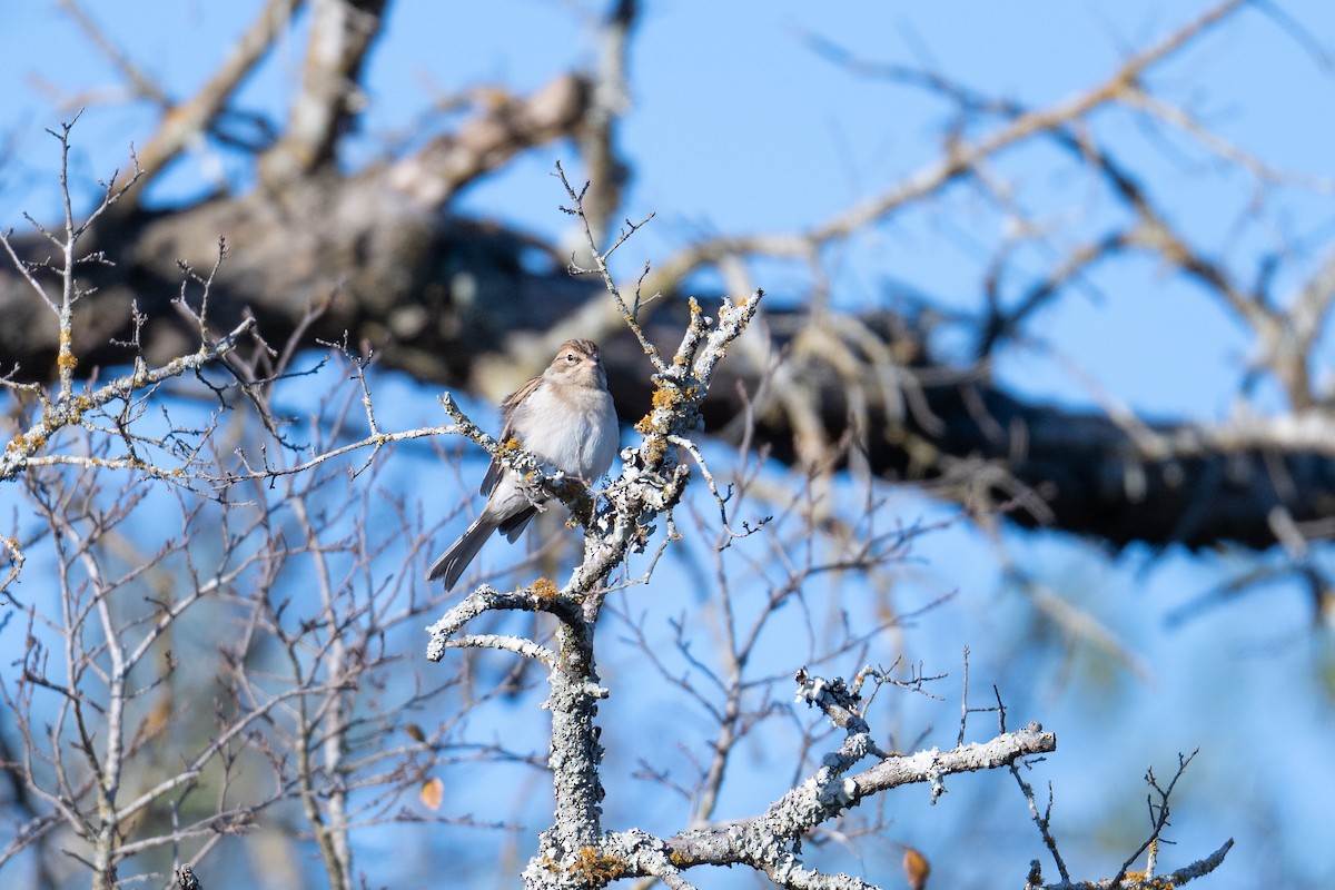 Chipping Sparrow - ML645228219