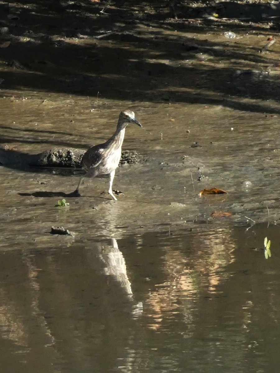 Квак чорногорлий - ML645228220