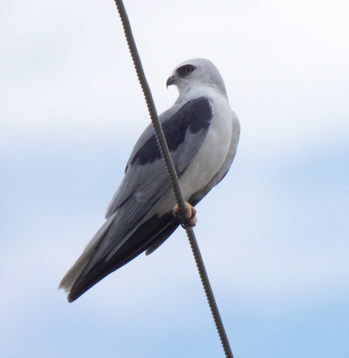 luněc americký - ML645228221