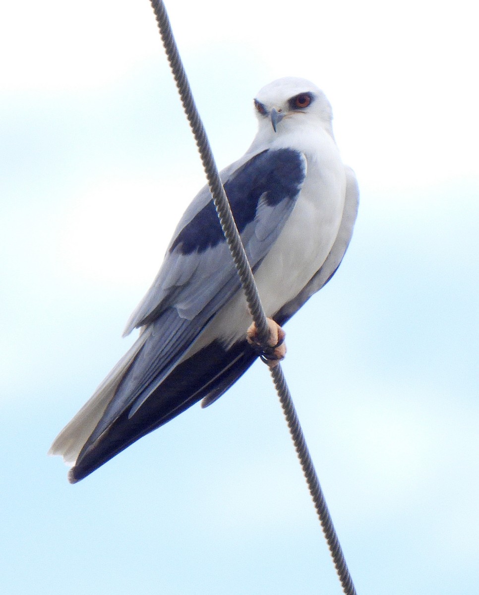 luněc americký - ML645228222