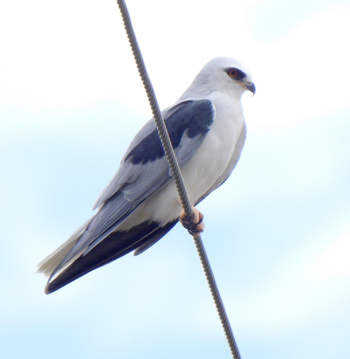 luněc americký - ML645228223