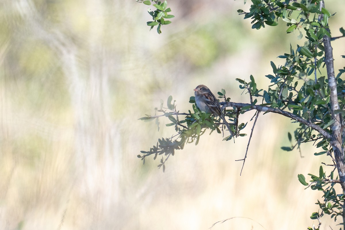 Field Sparrow - ML645228225
