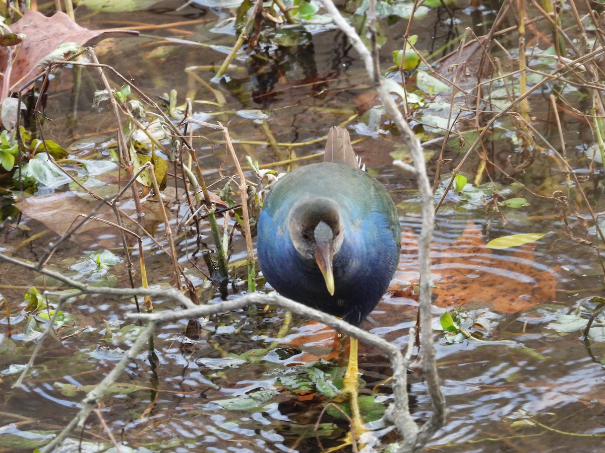 Малая султанка - ML645228227