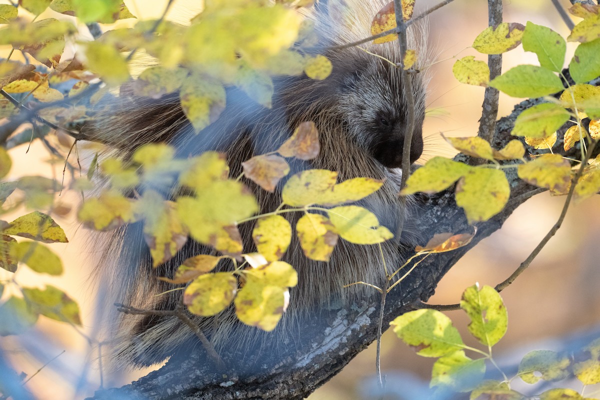 North American Porcupine - ML645228234