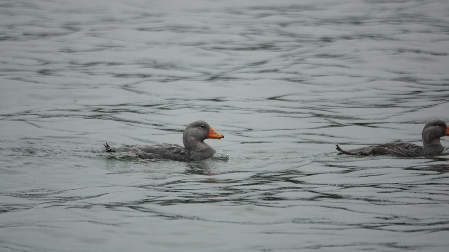 Flightless Steamer-Duck - ML645228239