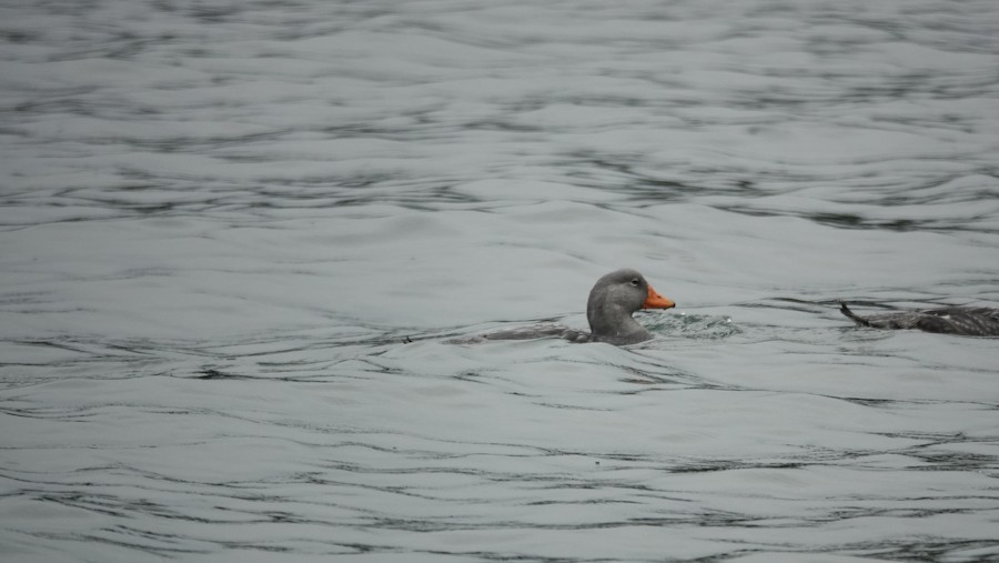 Flightless Steamer-Duck - ML645228240