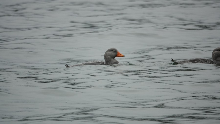 Flightless Steamer-Duck - ML645228242