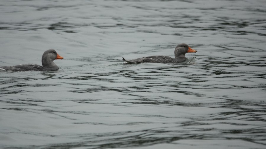 Flightless Steamer-Duck - ML645228243