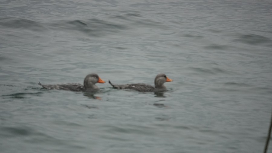 Flightless Steamer-Duck - ML645228244