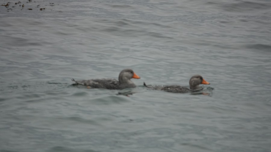 Flightless Steamer-Duck - ML645228245