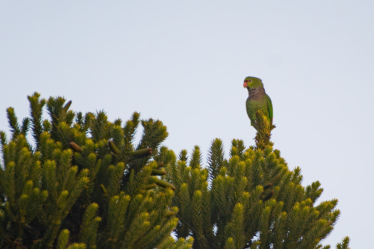 Vinaceous-breasted Amazon - ML645228267