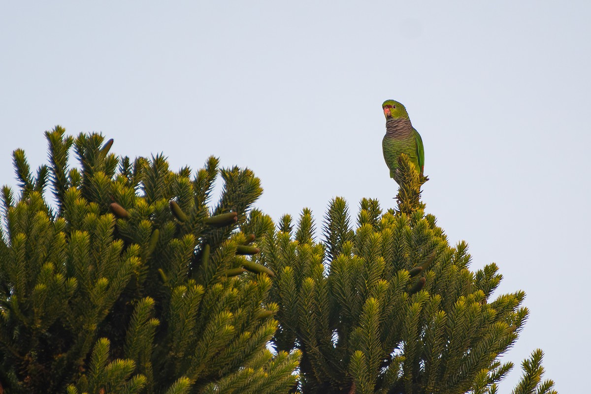 Vinaceous-breasted Amazon - ML645228270