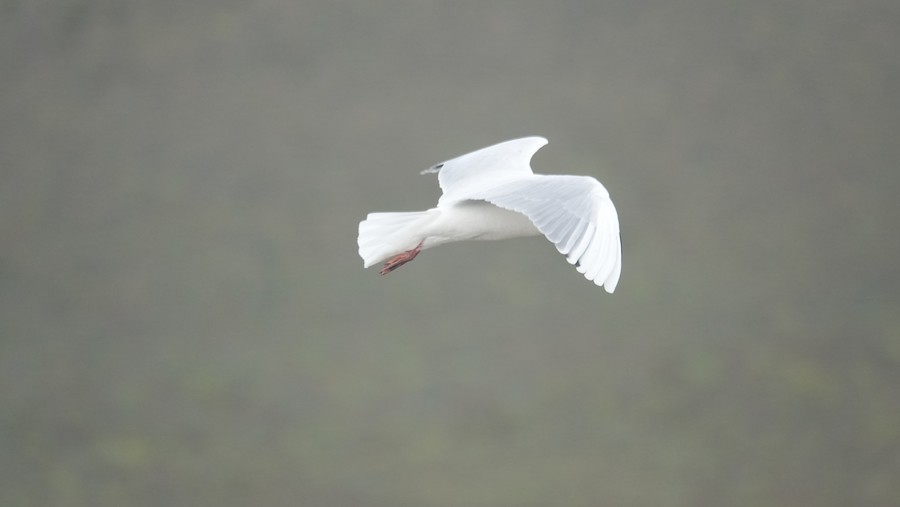 Brown-hooded Gull - ML645228287
