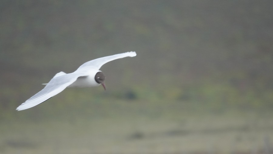 Brown-hooded Gull - ML645228288