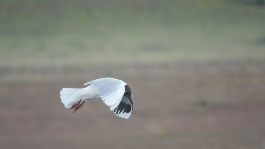 Brown-hooded Gull - ML645228289
