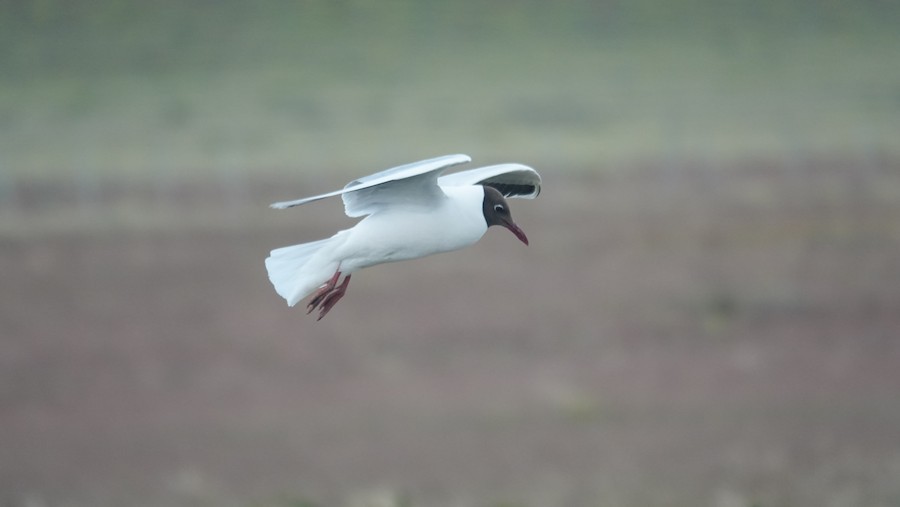 Brown-hooded Gull - ML645228291