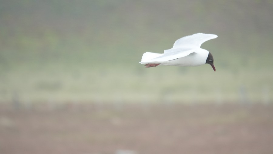 Brown-hooded Gull - ML645228292