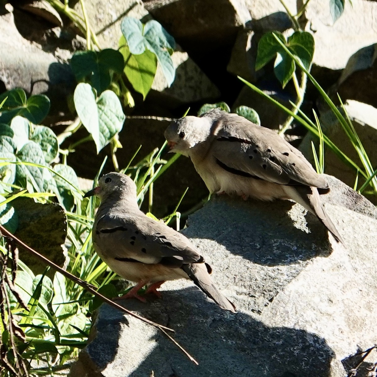 Croaking Ground Dove - ML645228302