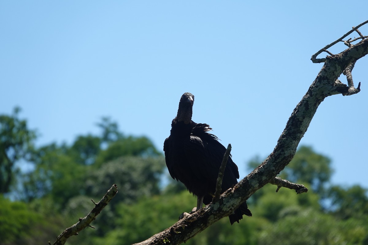 Чёрная катарта - ML645228303