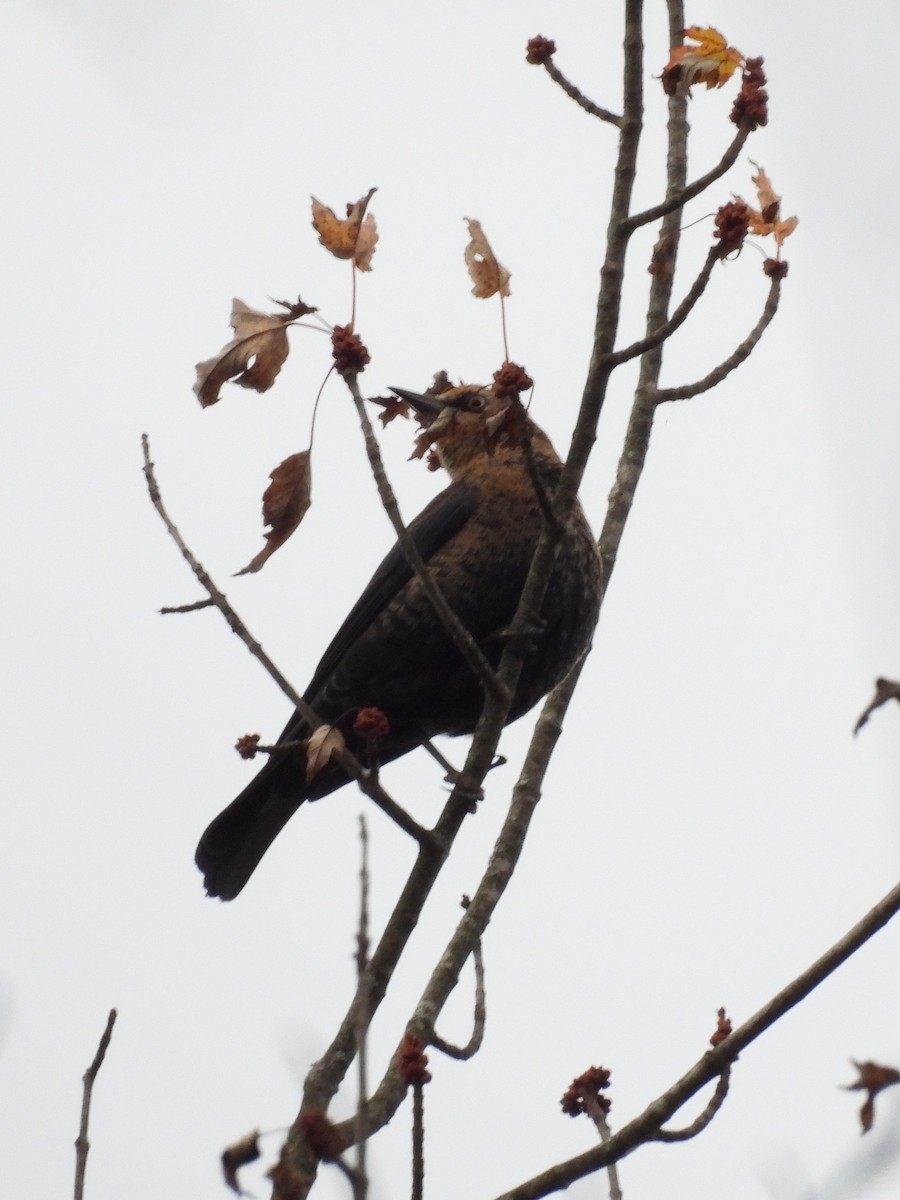 Rusty Blackbird - ML645228305