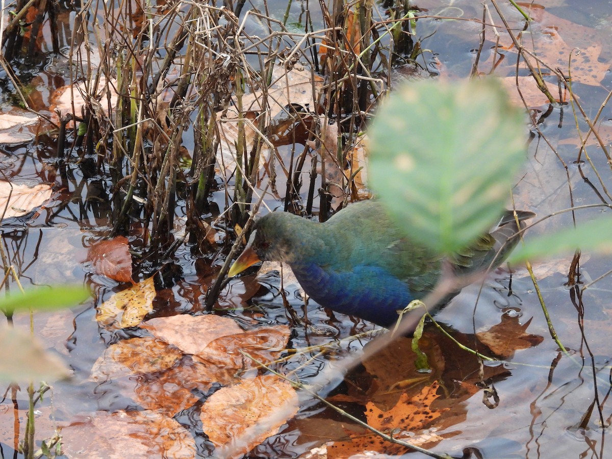 Малая султанка - ML645228320