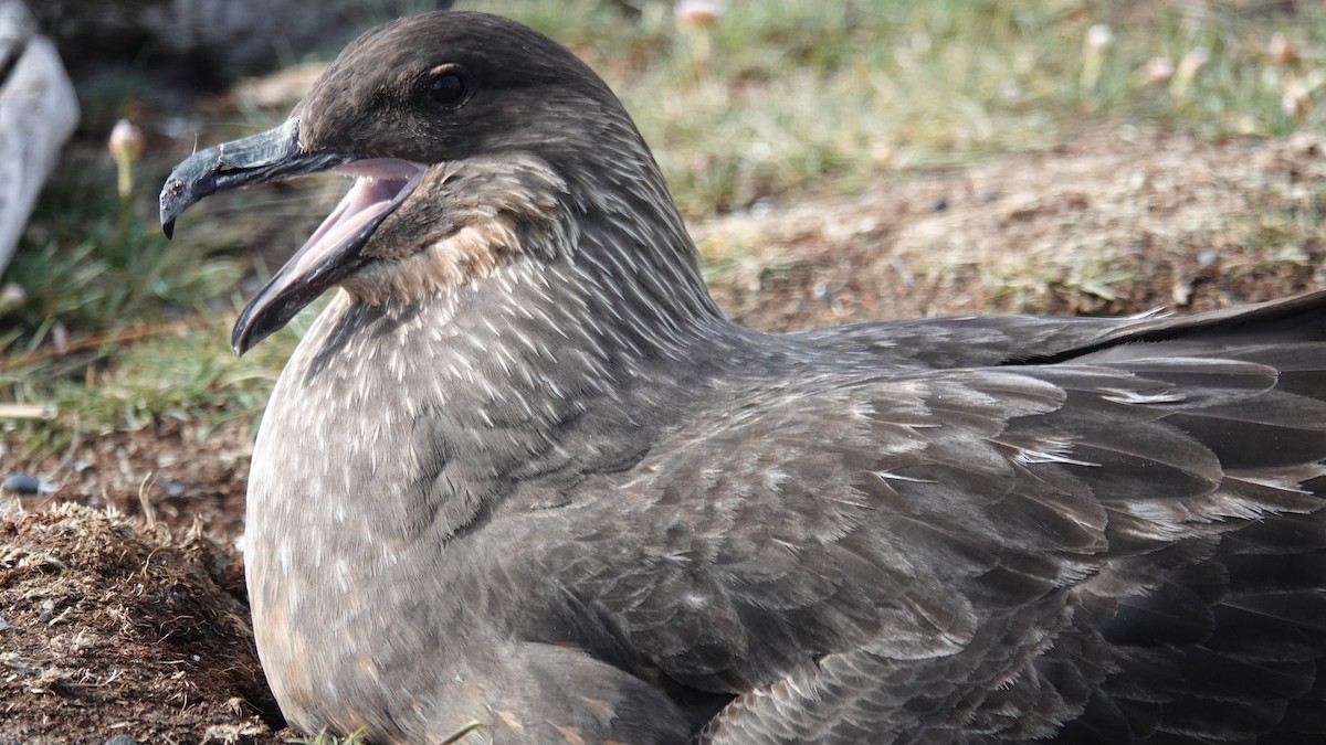 Chilean Skua - ML645228321