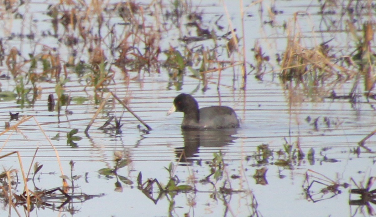 Foulque d'Amérique - ML645228362