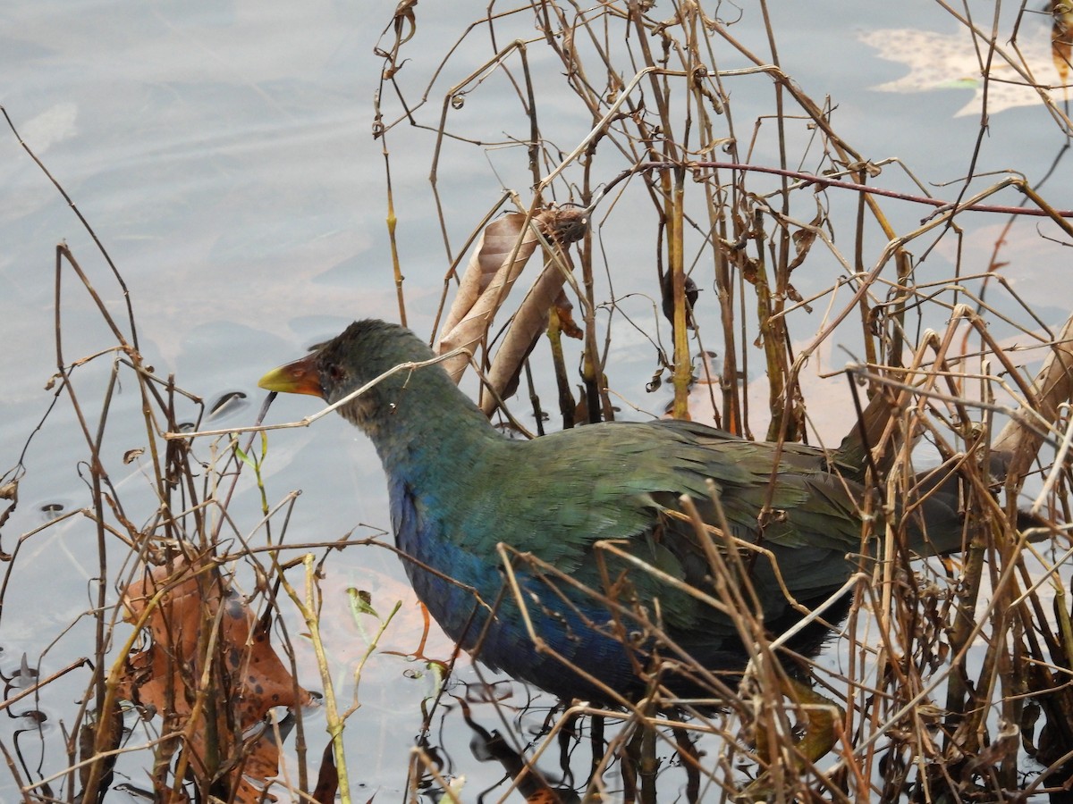 Малая султанка - ML645228367