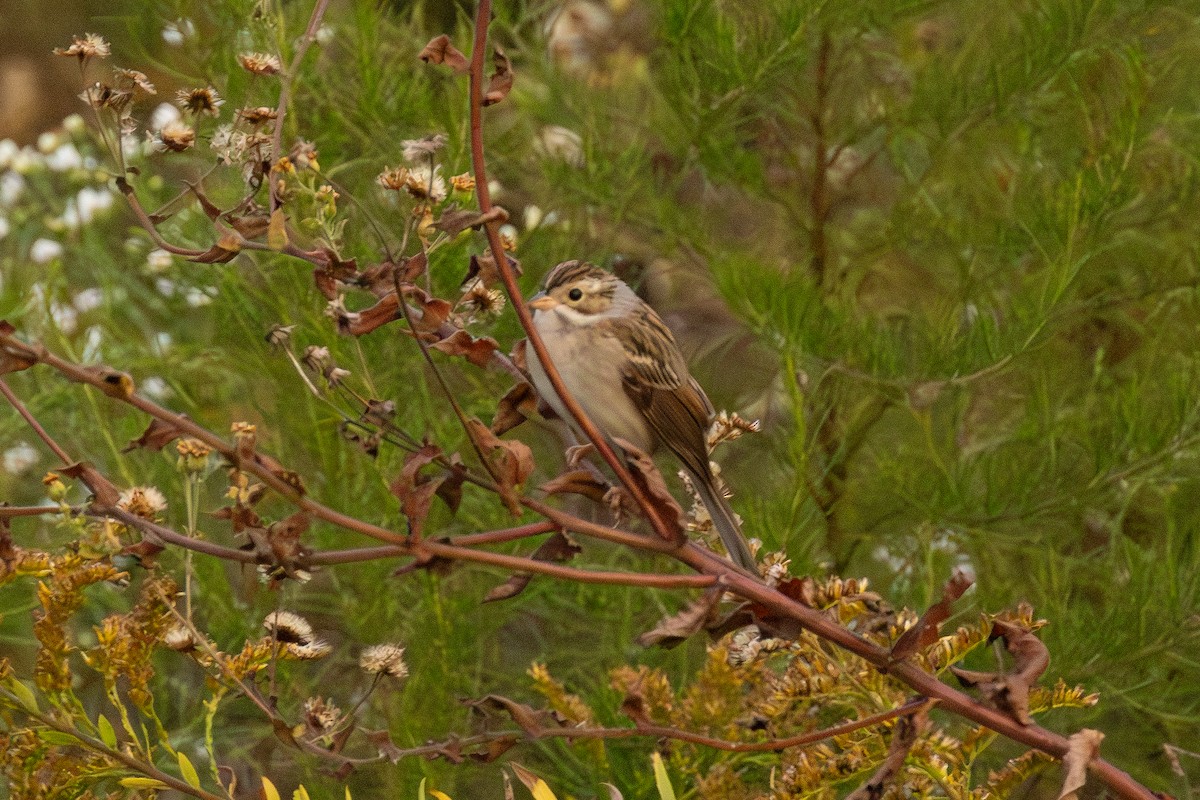 Clay-colored Sparrow - ML645228373