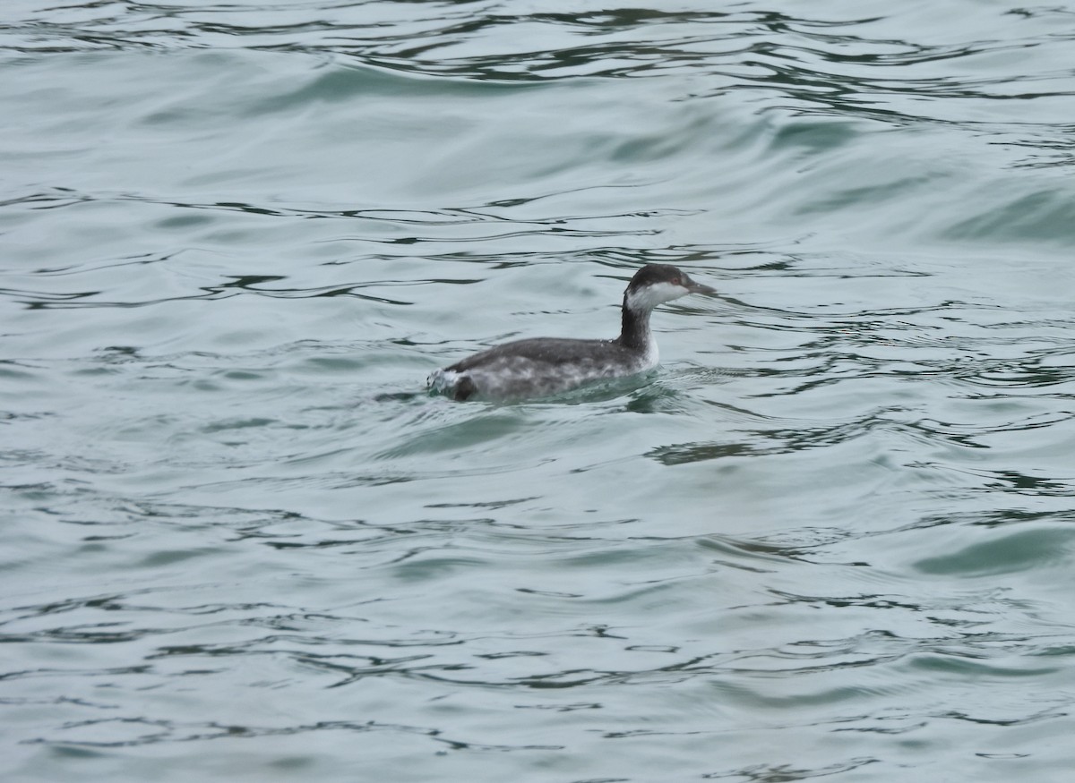 Txilinporta urrebelarria - ML645228376