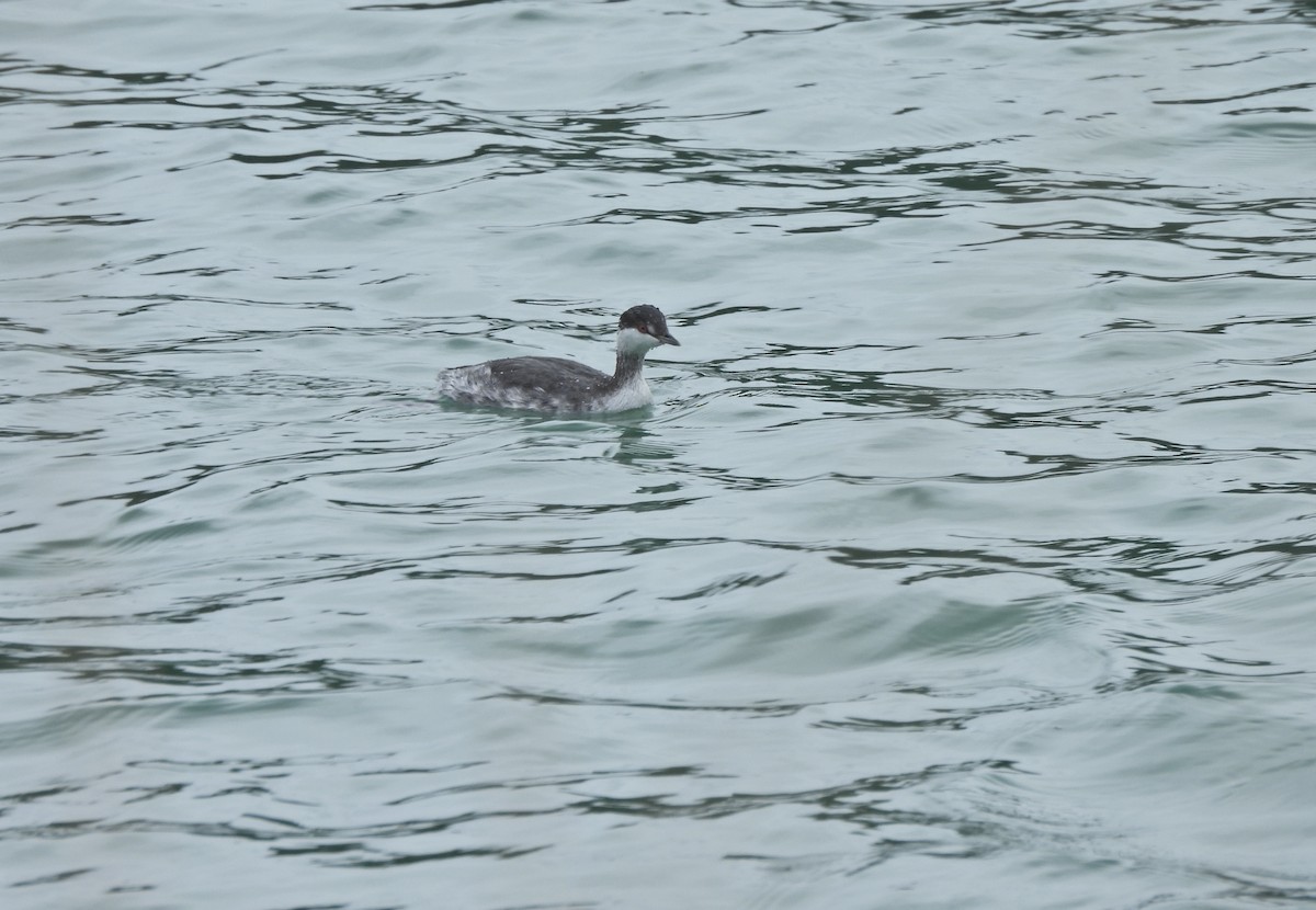 Txilinporta urrebelarria - ML645228377