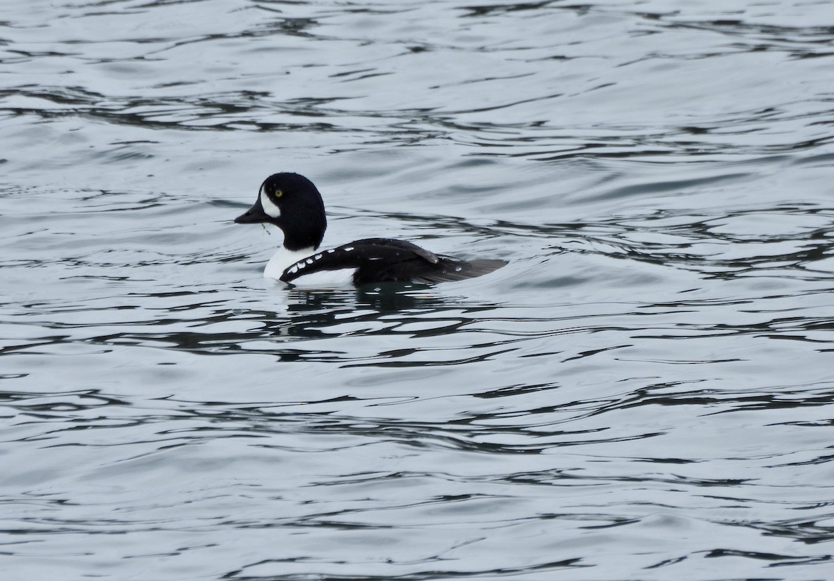 Murgilari islandiarra - ML645228381