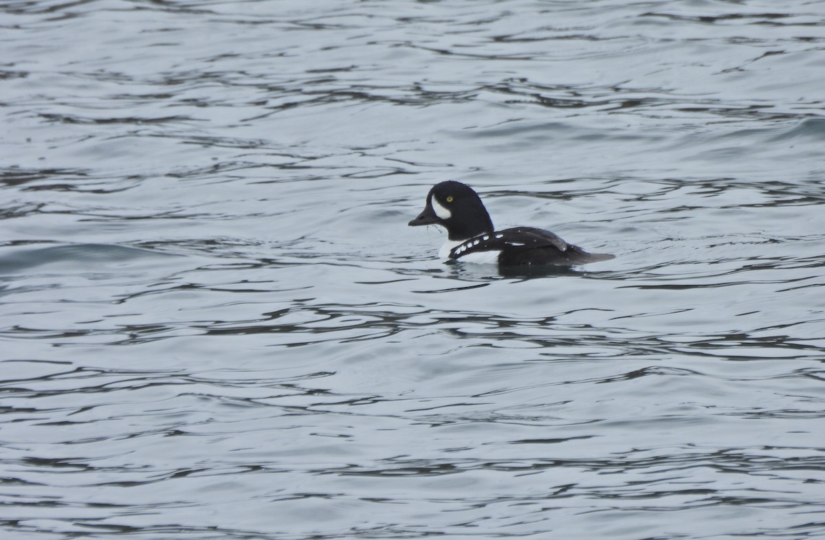 Murgilari islandiarra - ML645228382