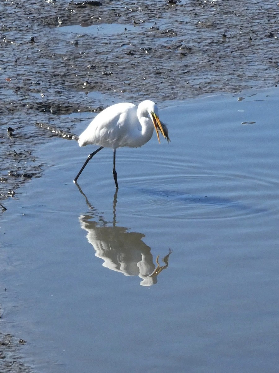 Koartza zuria - ML645228390