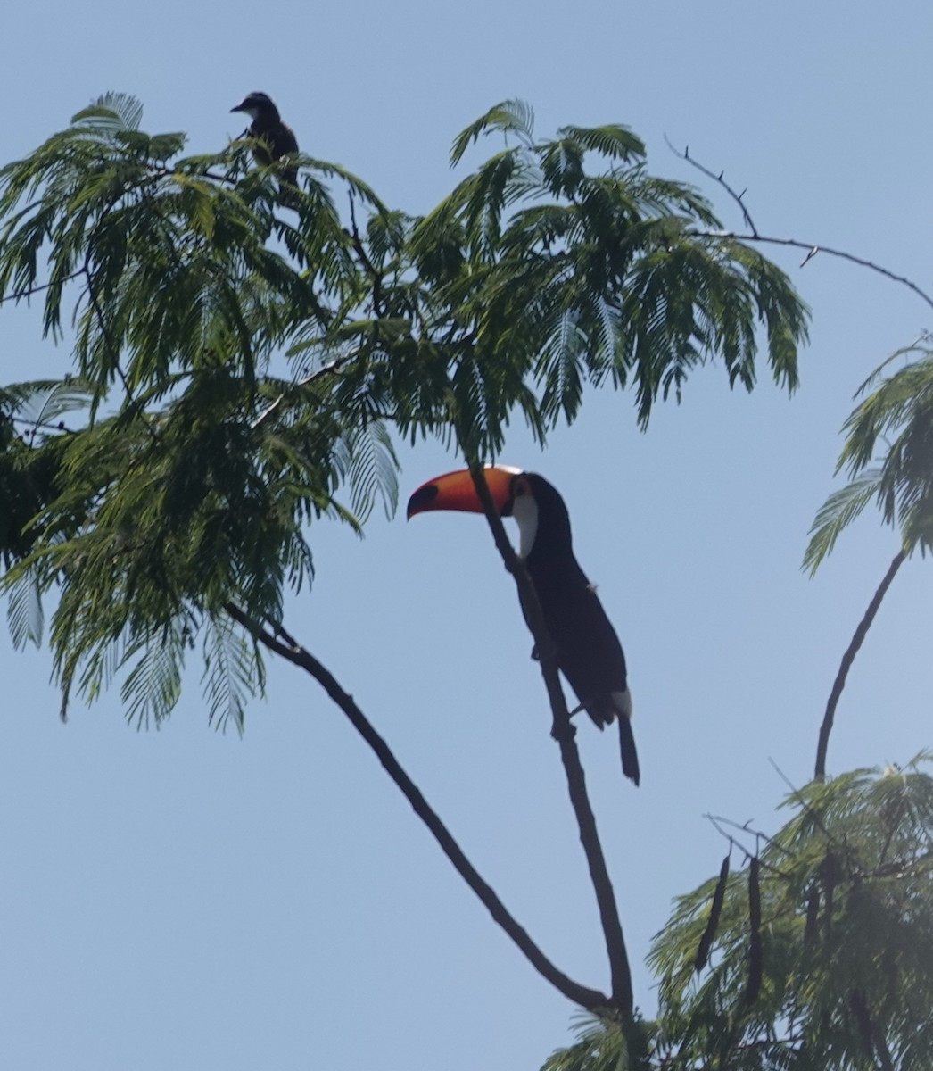 Toco Toucan - ML645228408