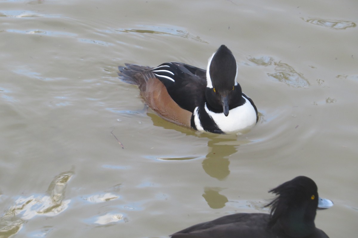 Hooded Merganser - ML645228409