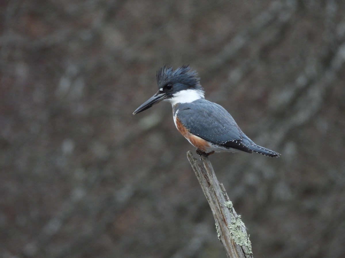 Belted Kingfisher - ML645228422