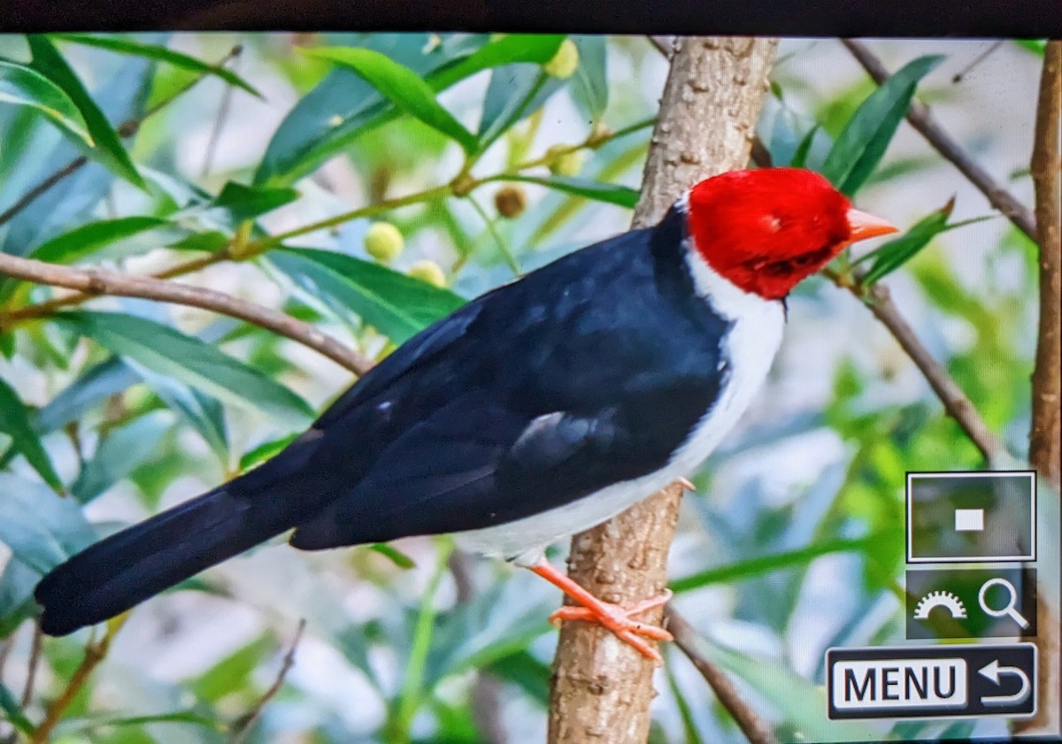 Yellow-billed Cardinal - ML645228428