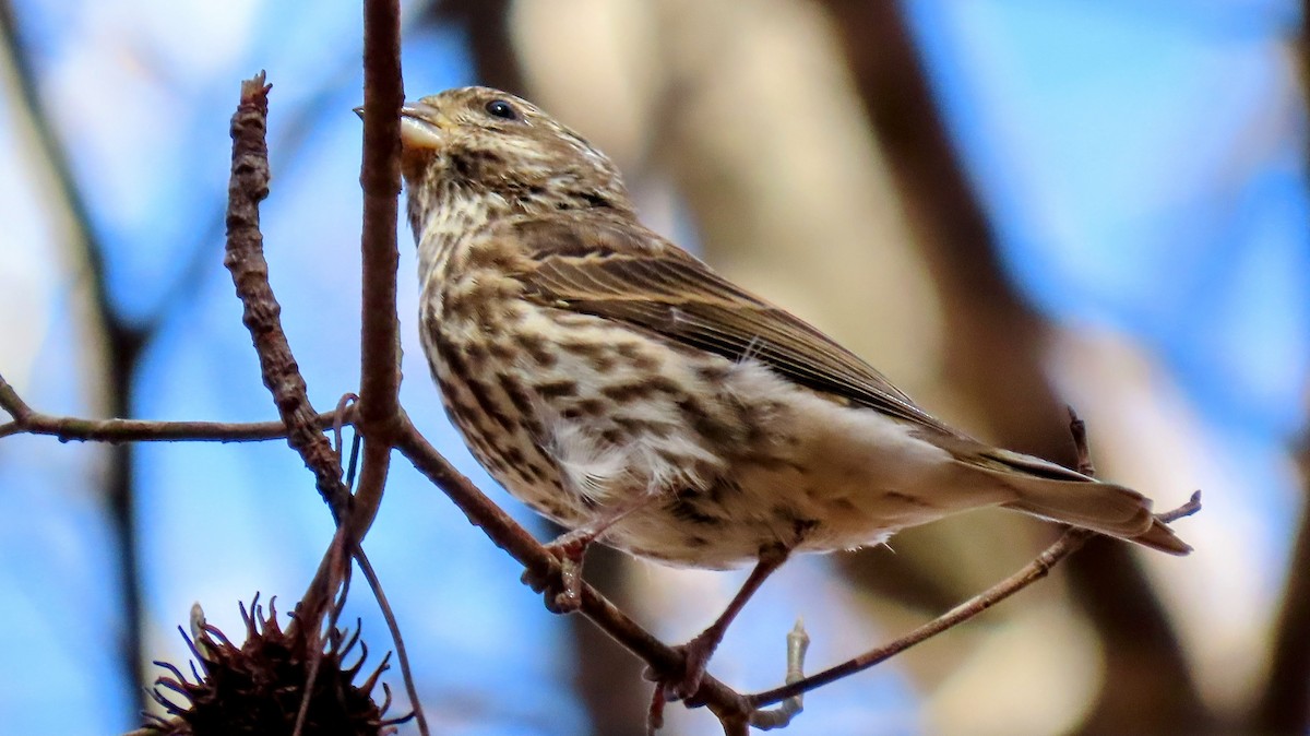 Purple Finch - ML645228430